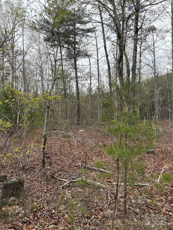 a view of a forest with trees