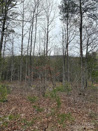 a view of a forest filled with trees