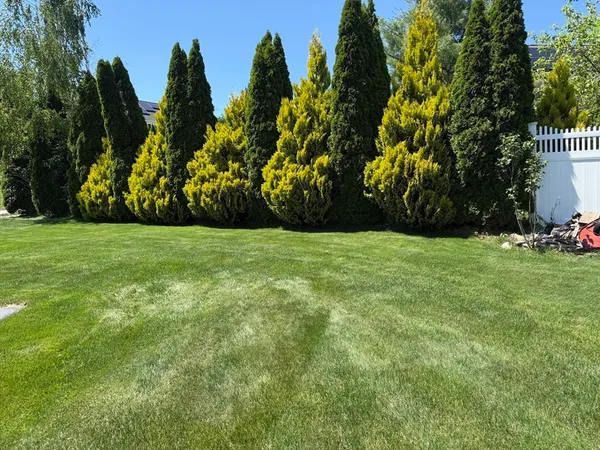 a view of three trees