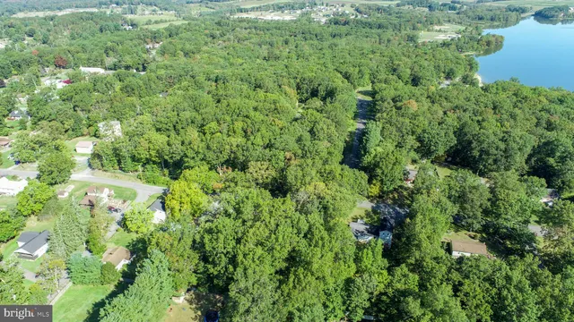 a view of a lush green forest with lots of trees