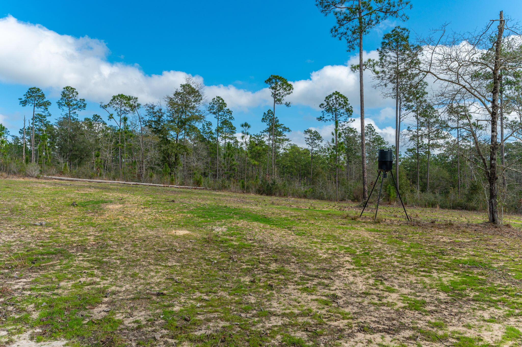 6150 Sherman Kennedy Road Baker, FL 32531 - Photo 38 of 43 a view of a field with a tree