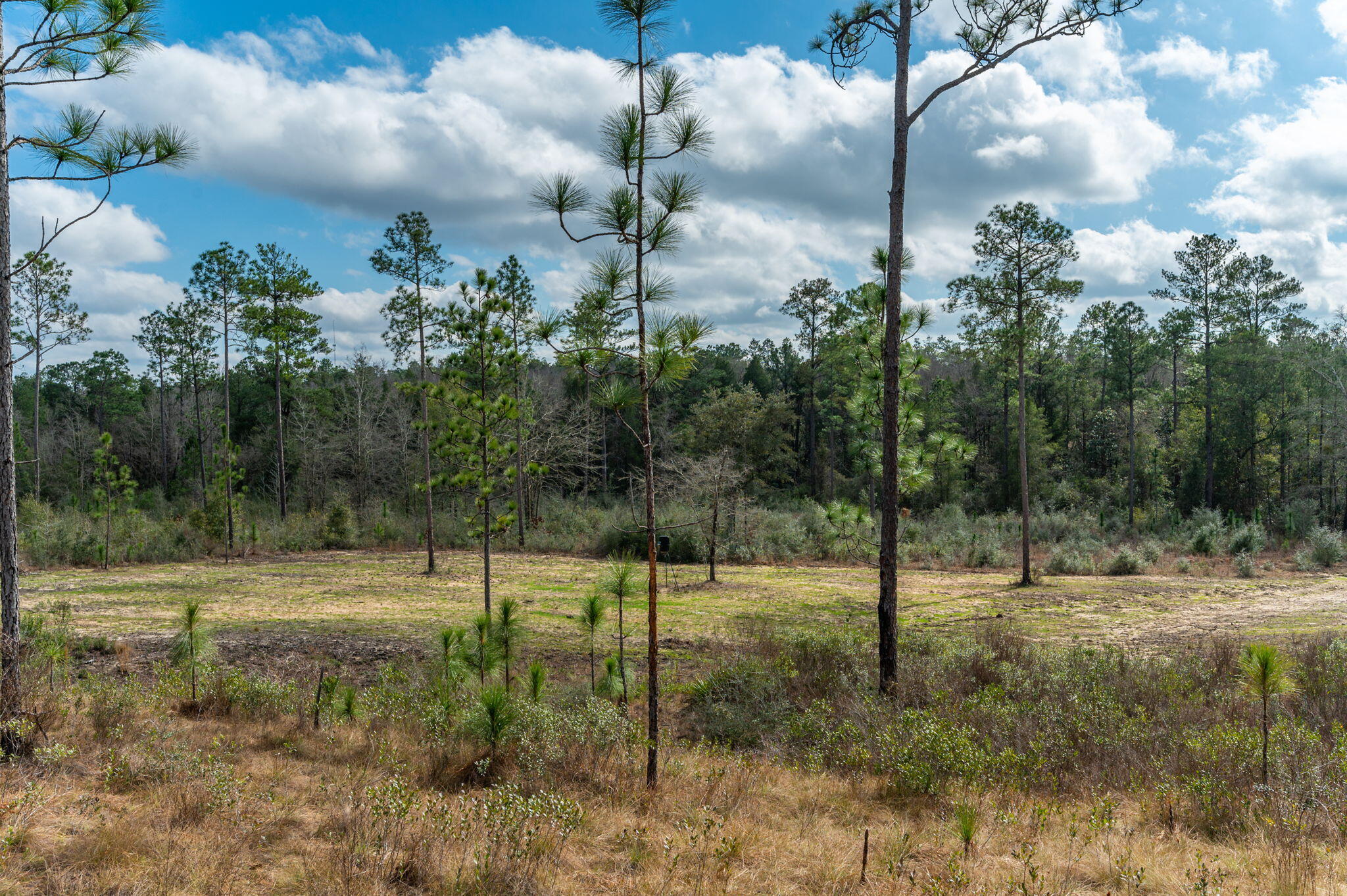 6150 Sherman Kennedy Road Baker, FL 32531 - Photo 41 of 43 a view of a park