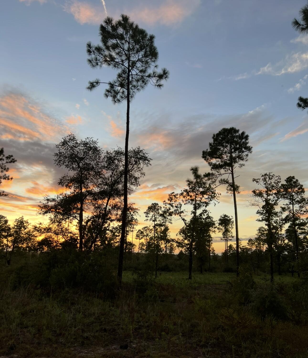 6150 Sherman Kennedy Road Baker, FL 32531 - Photo 43 of 43 a view of a yard