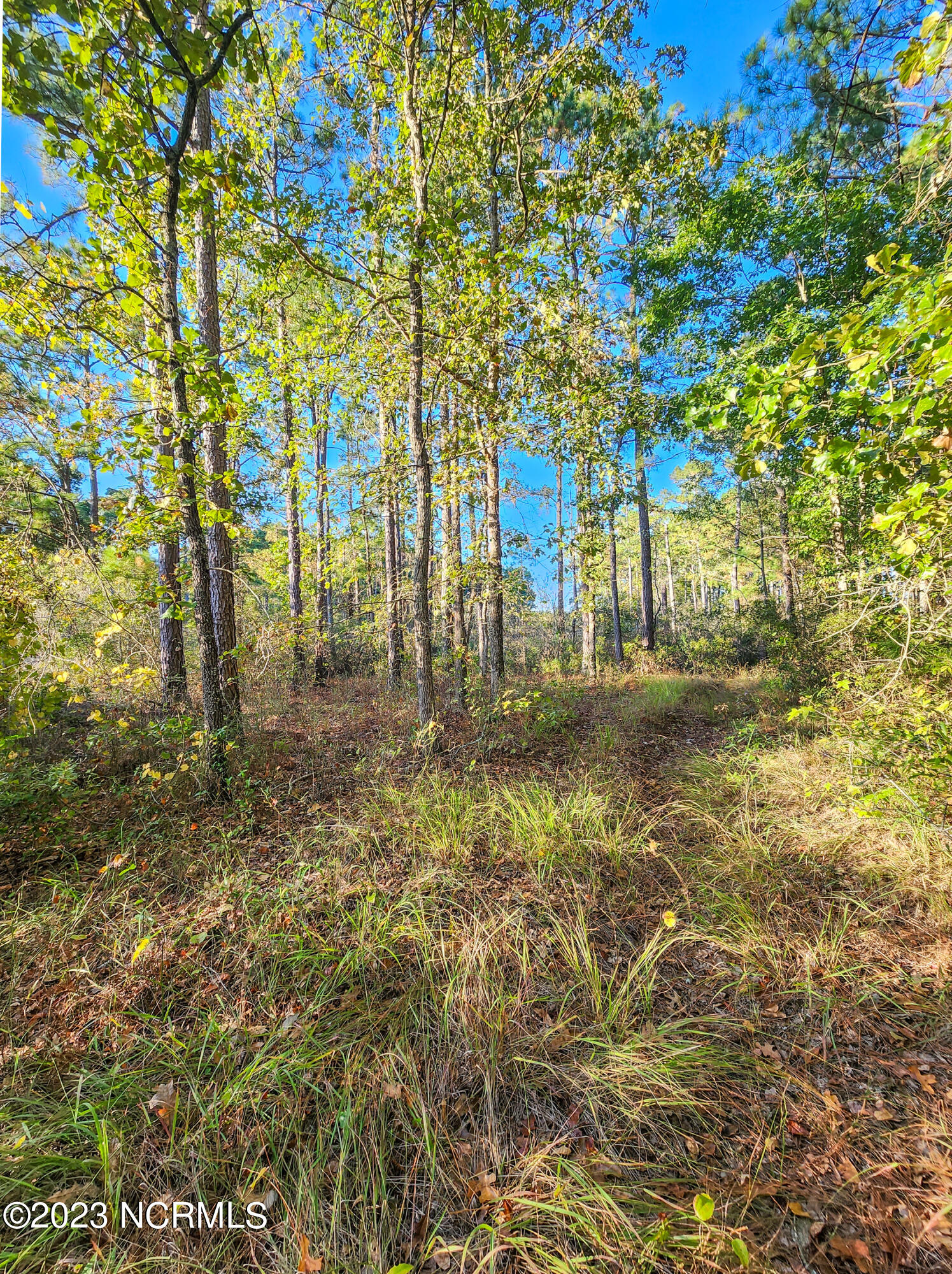 Lot 96 Mcgowan Road Bath, NC 27808 - Photo 20 of 32 20231013_173341