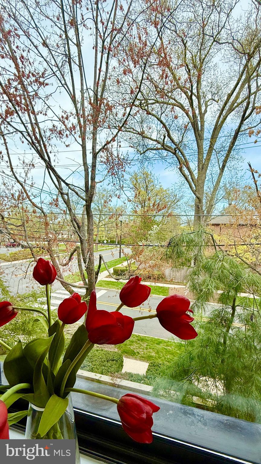 1 Markham Road, Unit 2E Princeton, NJ 08540 - Photo 8 of 30 a view of a yard with plants and large trees