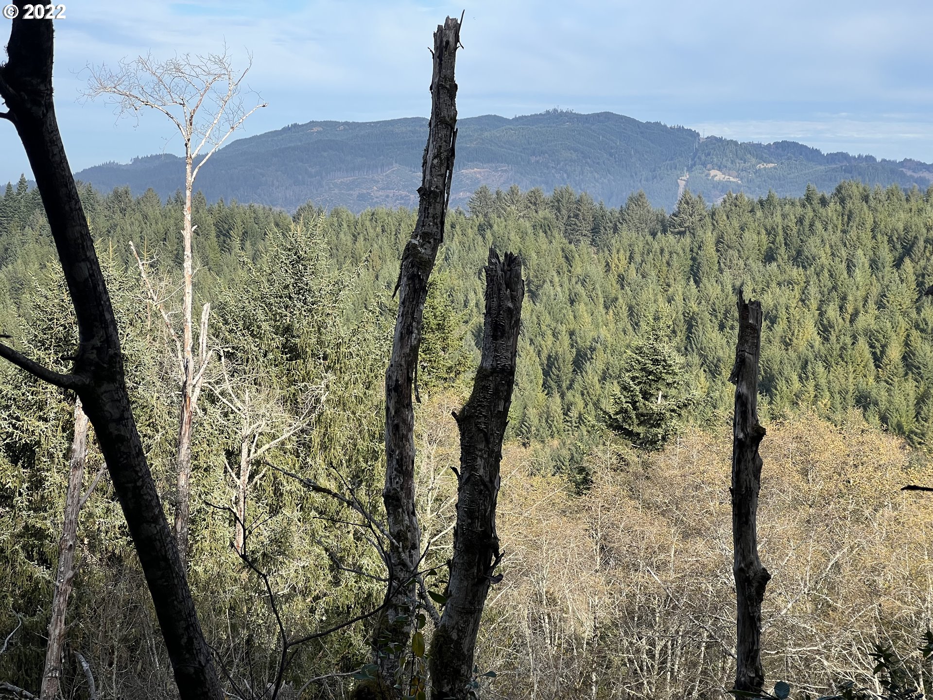 Wildwood Road Brookings, OR 97415 - Photo 4 of 9 a view of a forest with a mountain