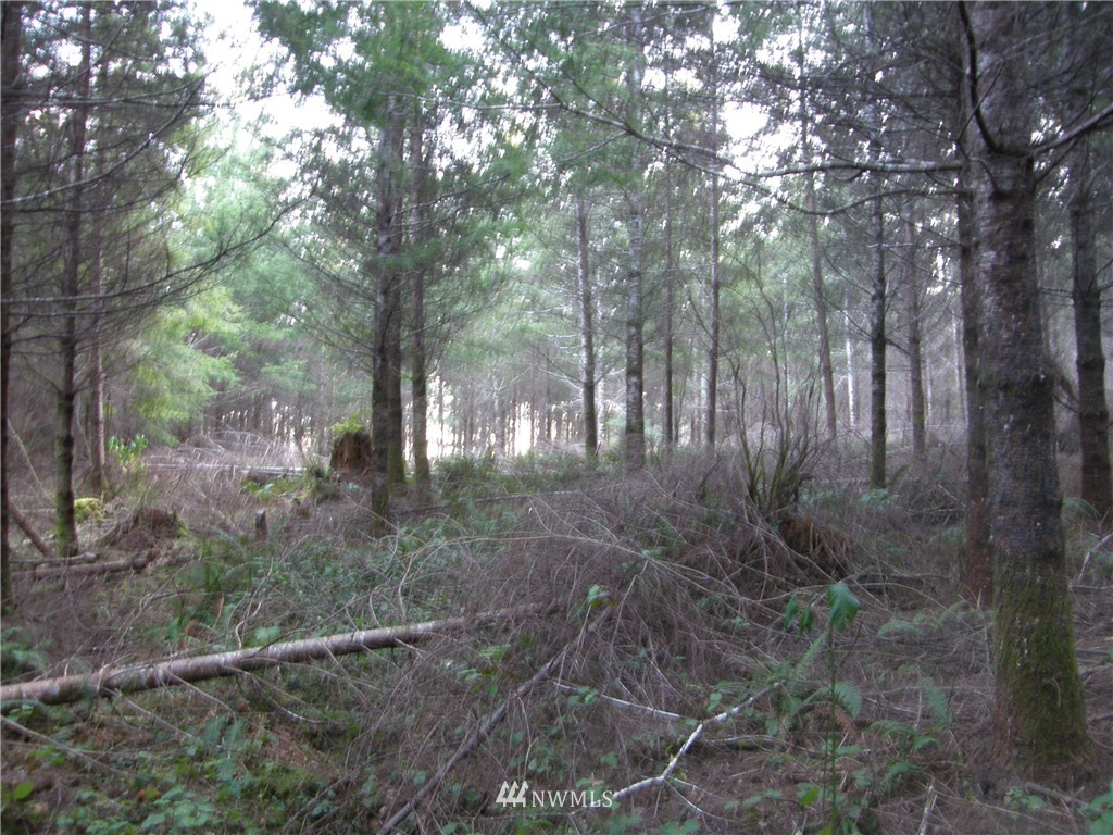 115 Powers Creek Road Elma, WA 98541 - Photo 3 of 7 Gallery Image 3