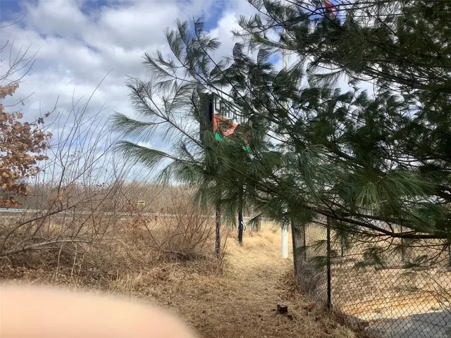 a view of a tree in a yard