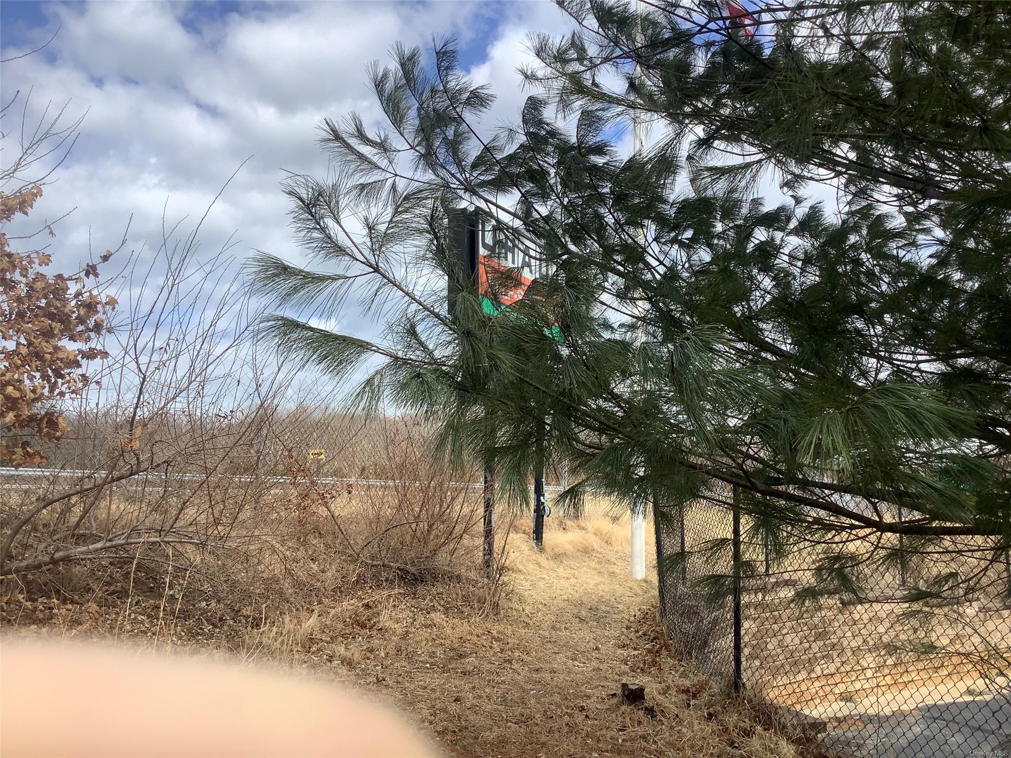 a view of a tree in a yard