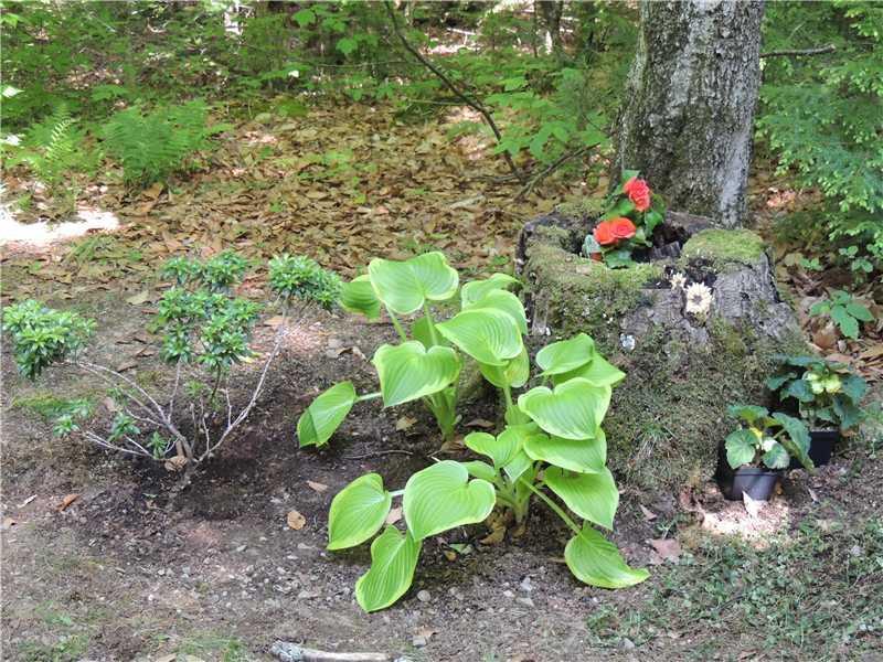 290 Hoffman Shr Road Palermo, ME 04354 - Photo 13 of 28 Land. Very tasteful landscaping in...