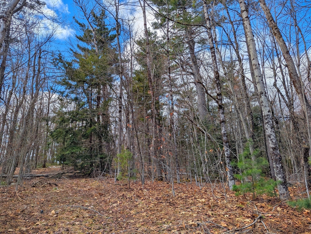 0 Johnson Road Becket, MA 01223 - Photo 12 of 20 a backyard of a house with lots of trees