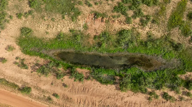a view of a yard with plants and a bench