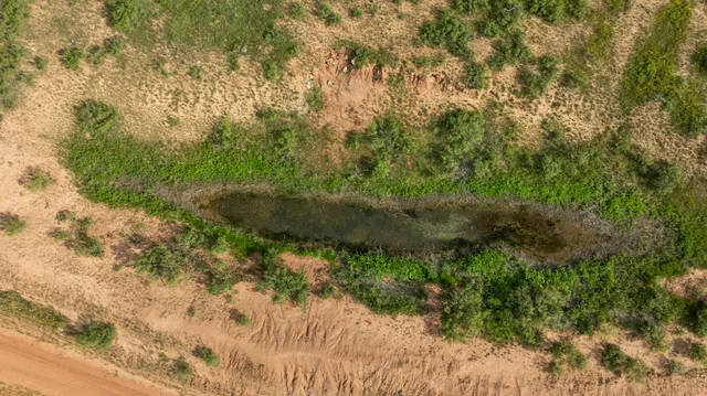 a view of a yard with plants and a bench