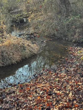 a view of a lake with large trees