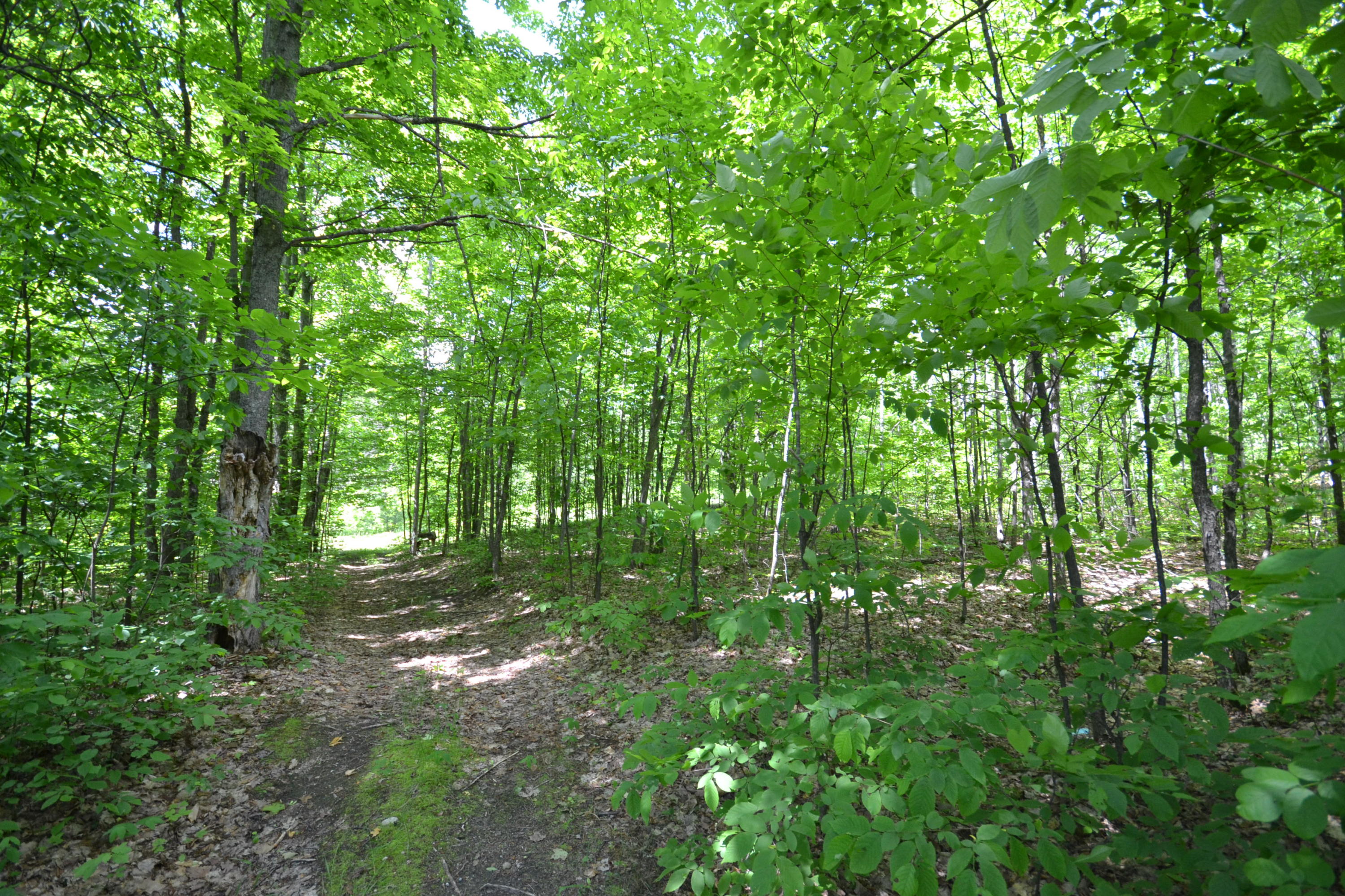 10099 Camp 8 Road Atlanta, MI 49709 - Photo 3 of 23 Gallery Image 3