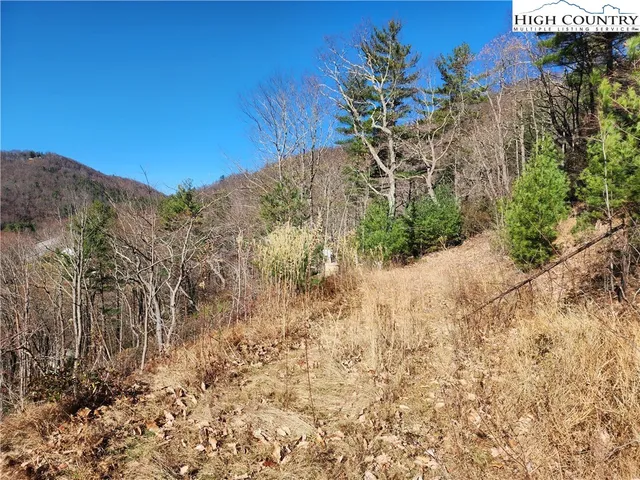 a view of a tree with a yard