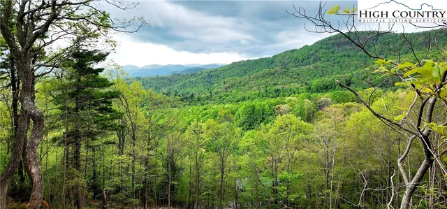 a view of a lush green forest