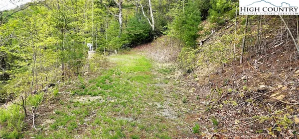 a view of a yard with plants