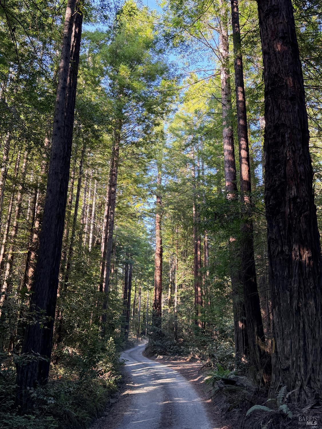 45400 Bill Owens Road Point Arena, CA 95468 - Photo 4 of 12 A beautiful drive up Bill Owens Road before arriving at the subject property....Passing through bucolic meadows, cypress tunnels and redwood forests.