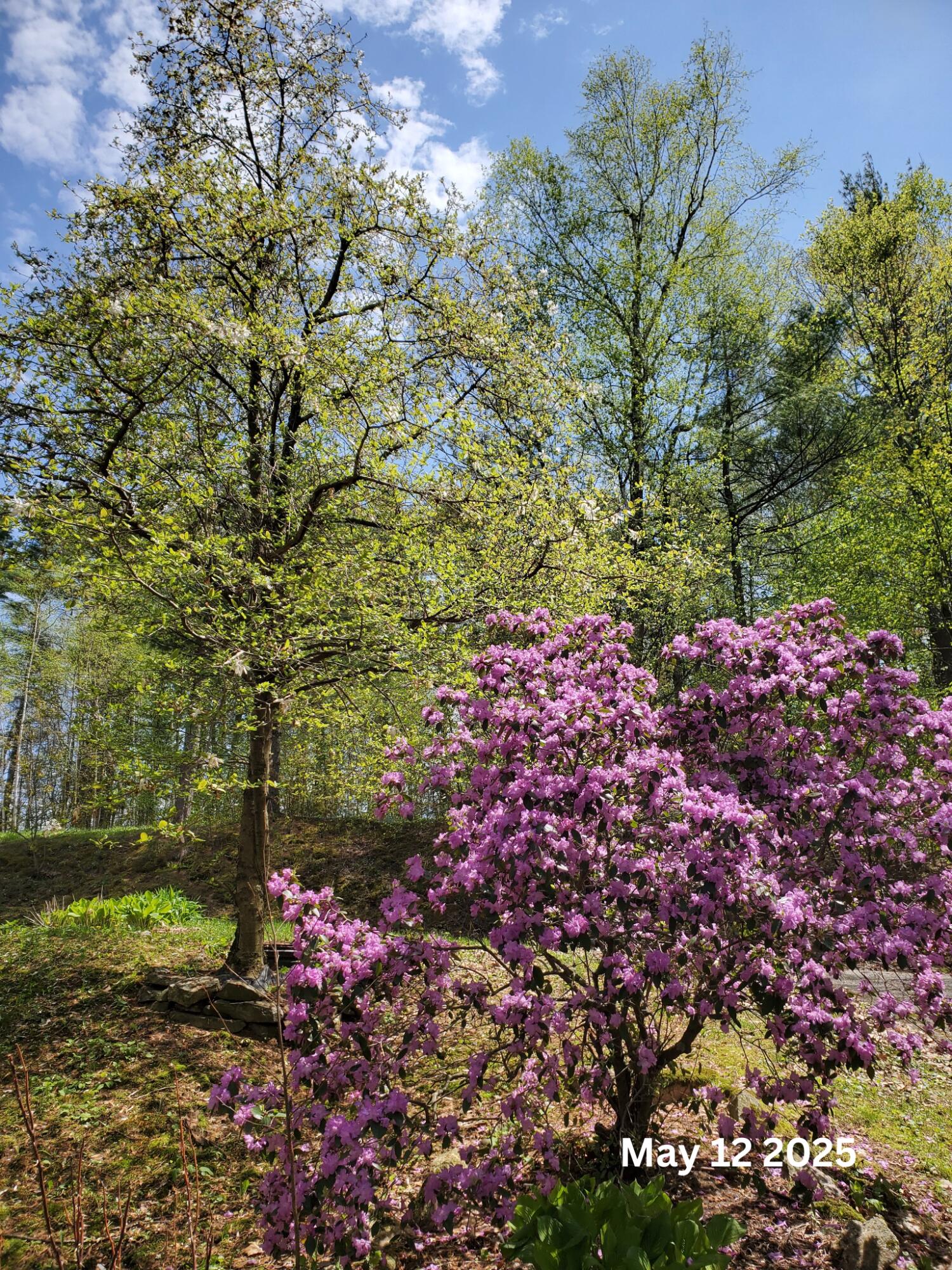 648 Beech Hill Road Auburn, ME 04210 - Photo 41 of 41 648 Beech Hill May 12 2025
