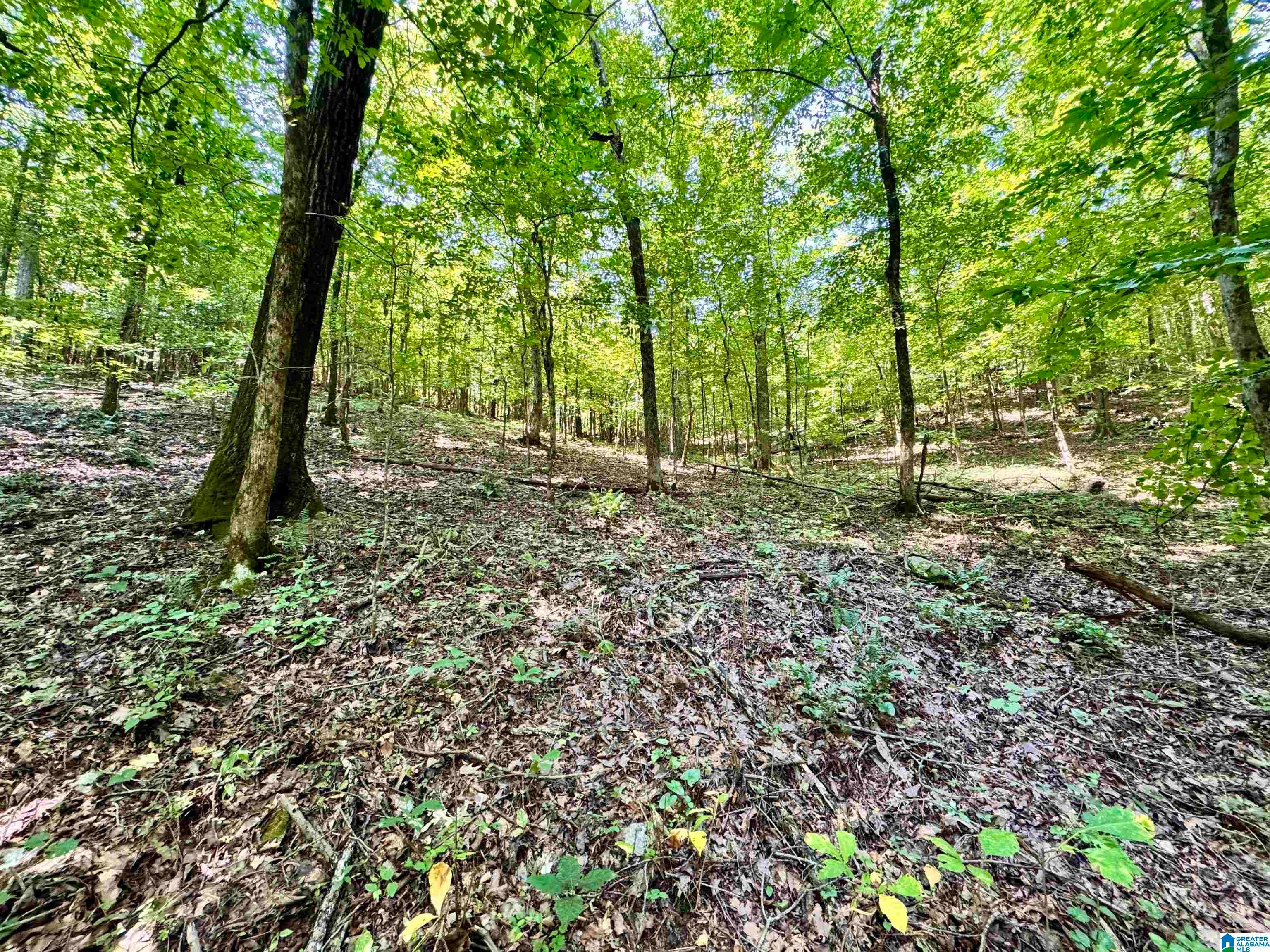 0 Gorgas Road Northport, AL 35475 - Photo 10 of 30 Gallery Image 10