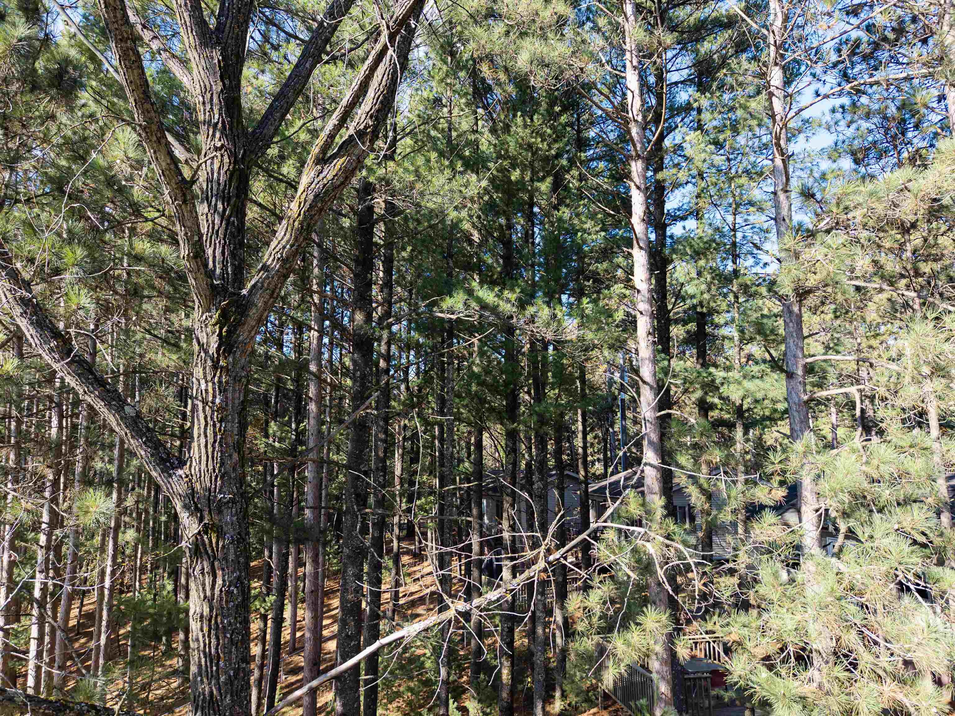 W5613 Aspen Road Wild Rose, WI 54984 - Photo 8 of 40