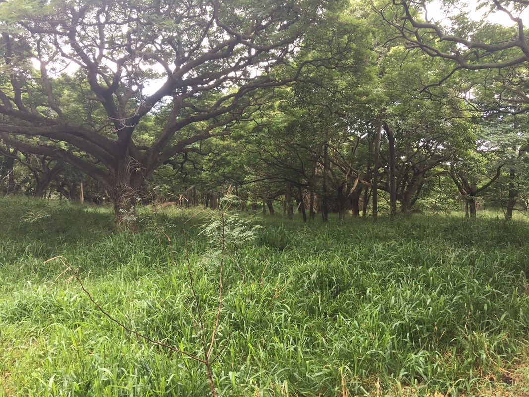 Hilea Road Naalehu, HI 96772 - Photo 1 of 8 Gallery Image 1