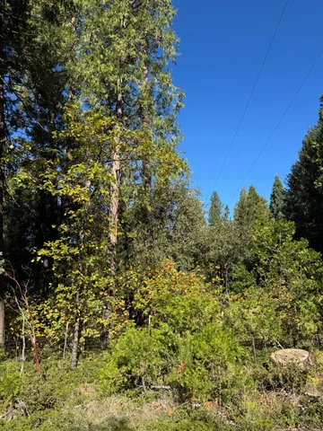 a view of a tree with a yard