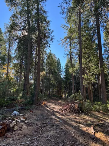 a view of outdoor space and tree