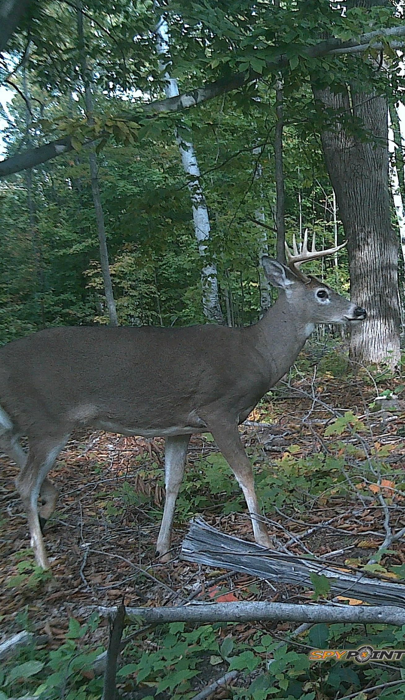 Southeast Campbell Road Southeast Kalkaska, MI 49646 - Photo 5 of 23