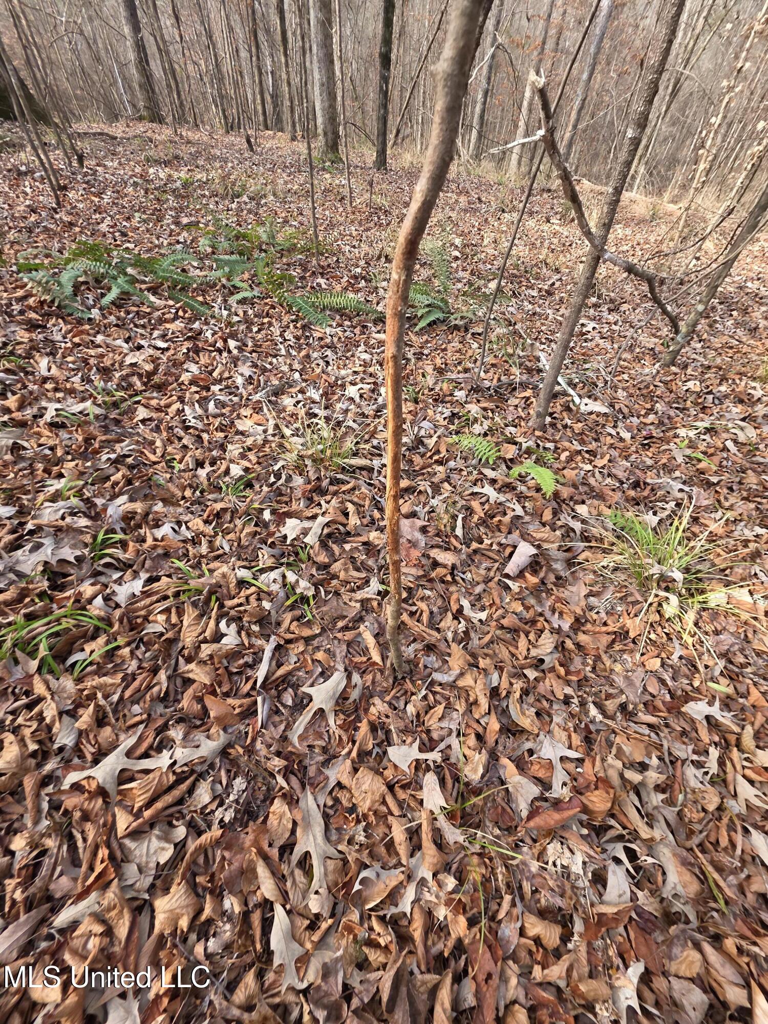 3774 Highway 550 Hazlehurst, MS 39083 - Photo 25 of 44 23083