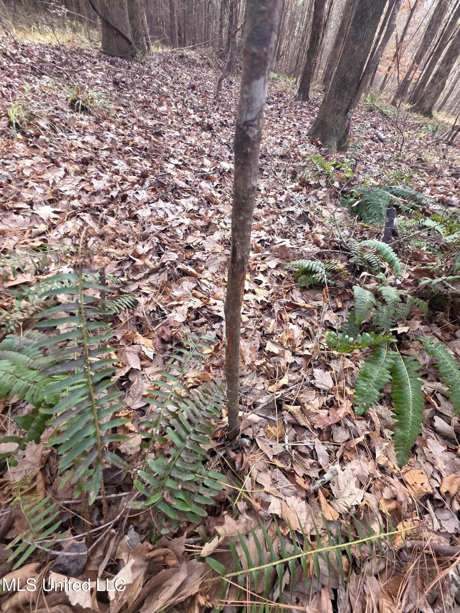 3774 Highway 550 Hazlehurst, MS 39083 - Photo 29 of 44 23081