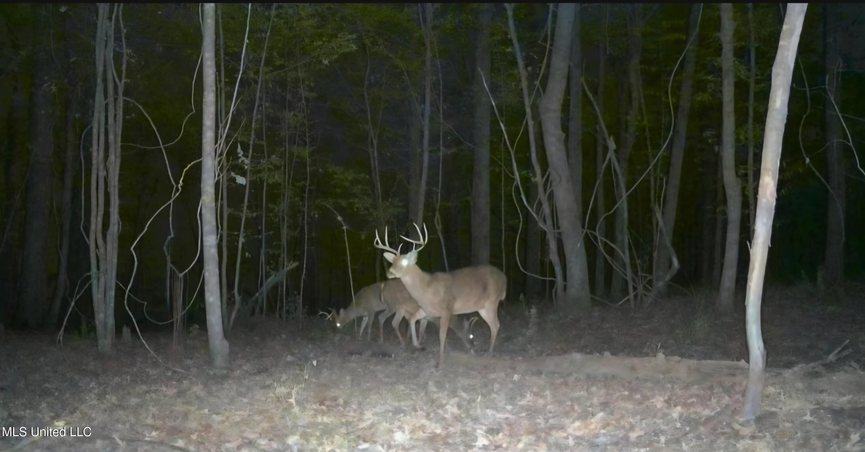 3774 Highway 550 Hazlehurst, MS 39083 - Photo 4 of 44 23141