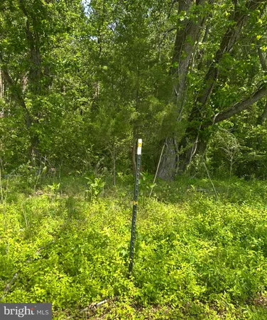 a view of a yard