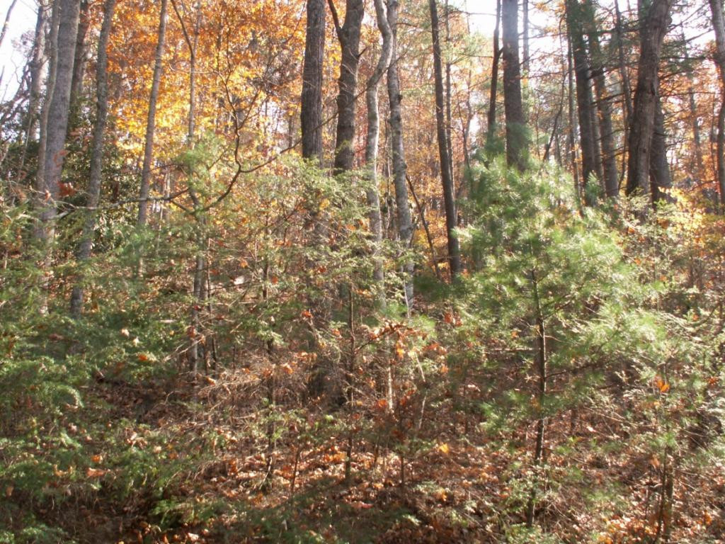 1981 Sink Valley Road Butler, TN 37640 - Photo 1 of 6 WOODED LOT