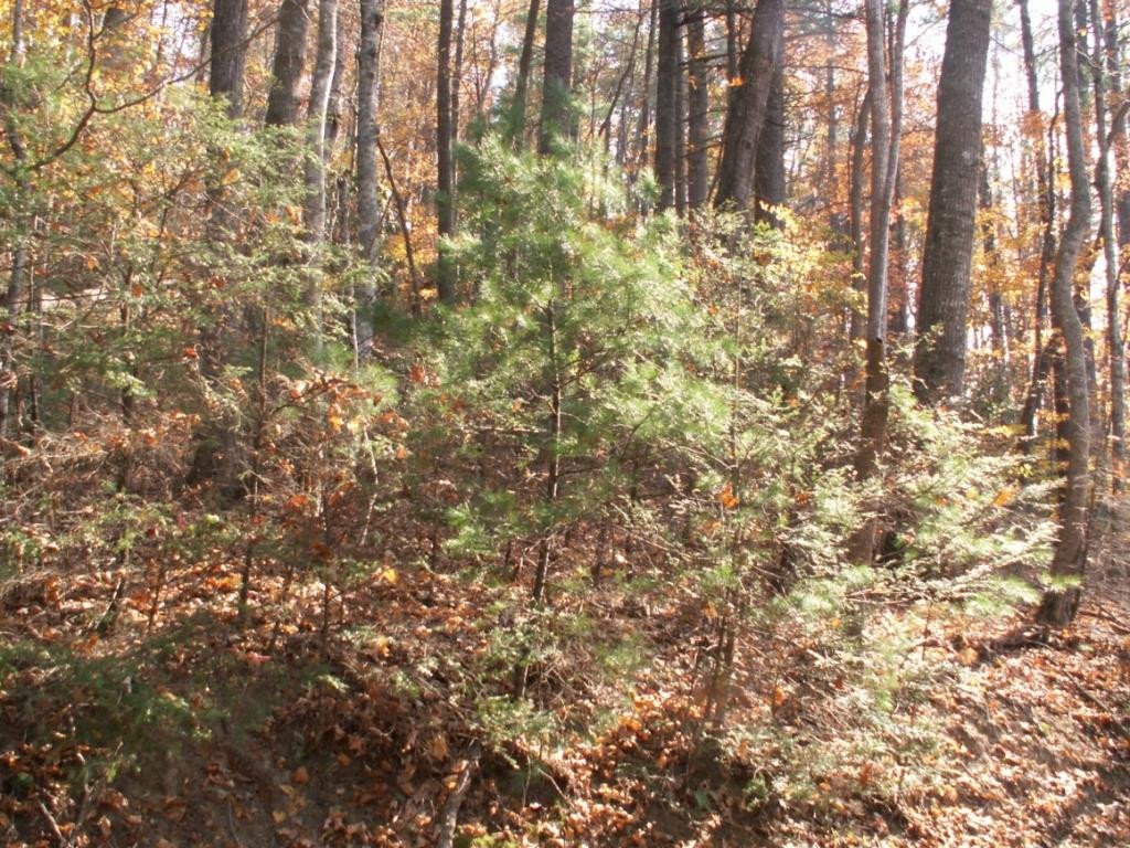 1981 Sink Valley Road Butler, TN 37640 - Photo 6 of 6 PRIVATE WOODED