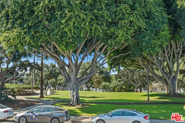 a view of a park with large trees
