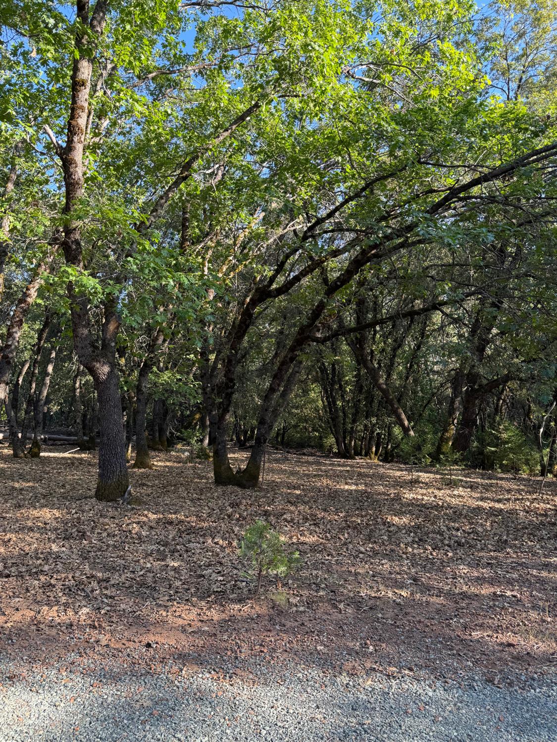 14577 Andrews Road Pine Grove, CA 95665 - Photo 26 of 37 a view of outdoor space with trees