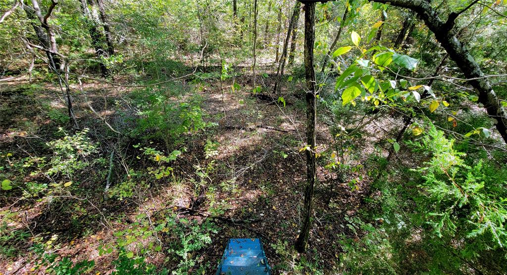 9948 Richardson Road Athens, TX 75752 - Photo 2 of 24 a backyard of a house with lots of trees