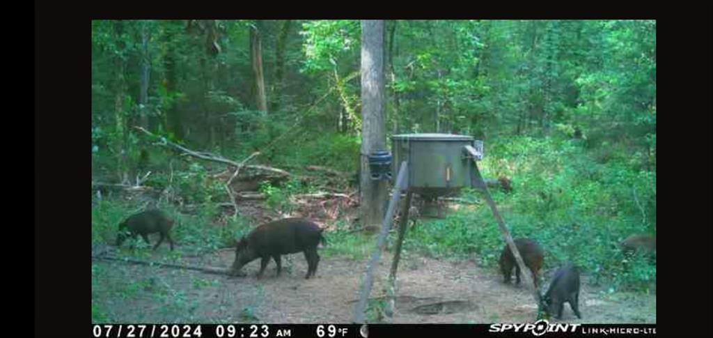 9948 Richardson Road Athens, TX 75752 - Photo 21 of 24 a view of a yard with a tree