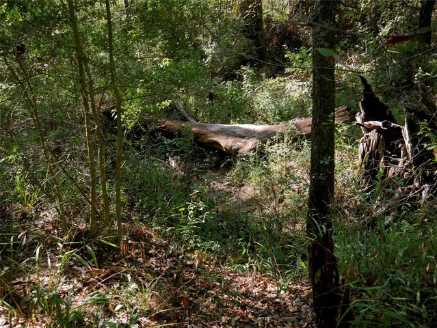 a view of a lush green forest with trees and some houses