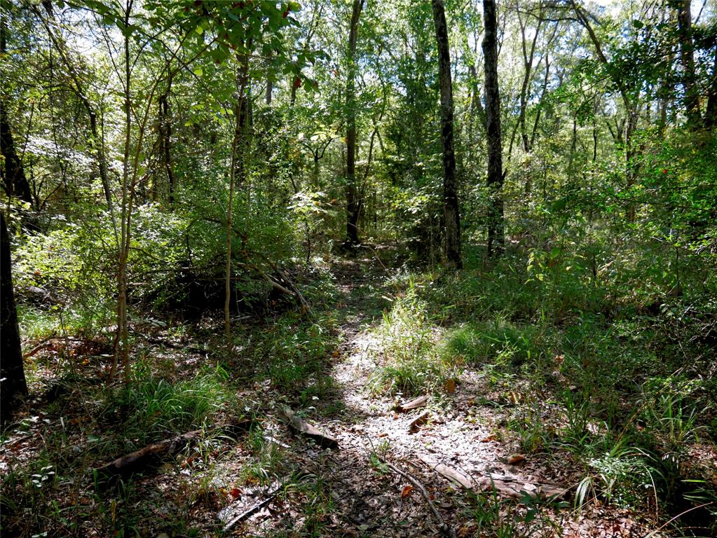 9948 Richardson Road Athens, TX 75752 - Photo 5 of 24 a view of a forest with trees in the background