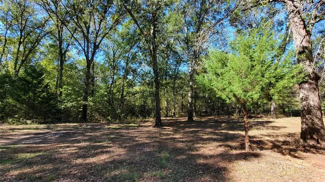 a view of a forest with a street