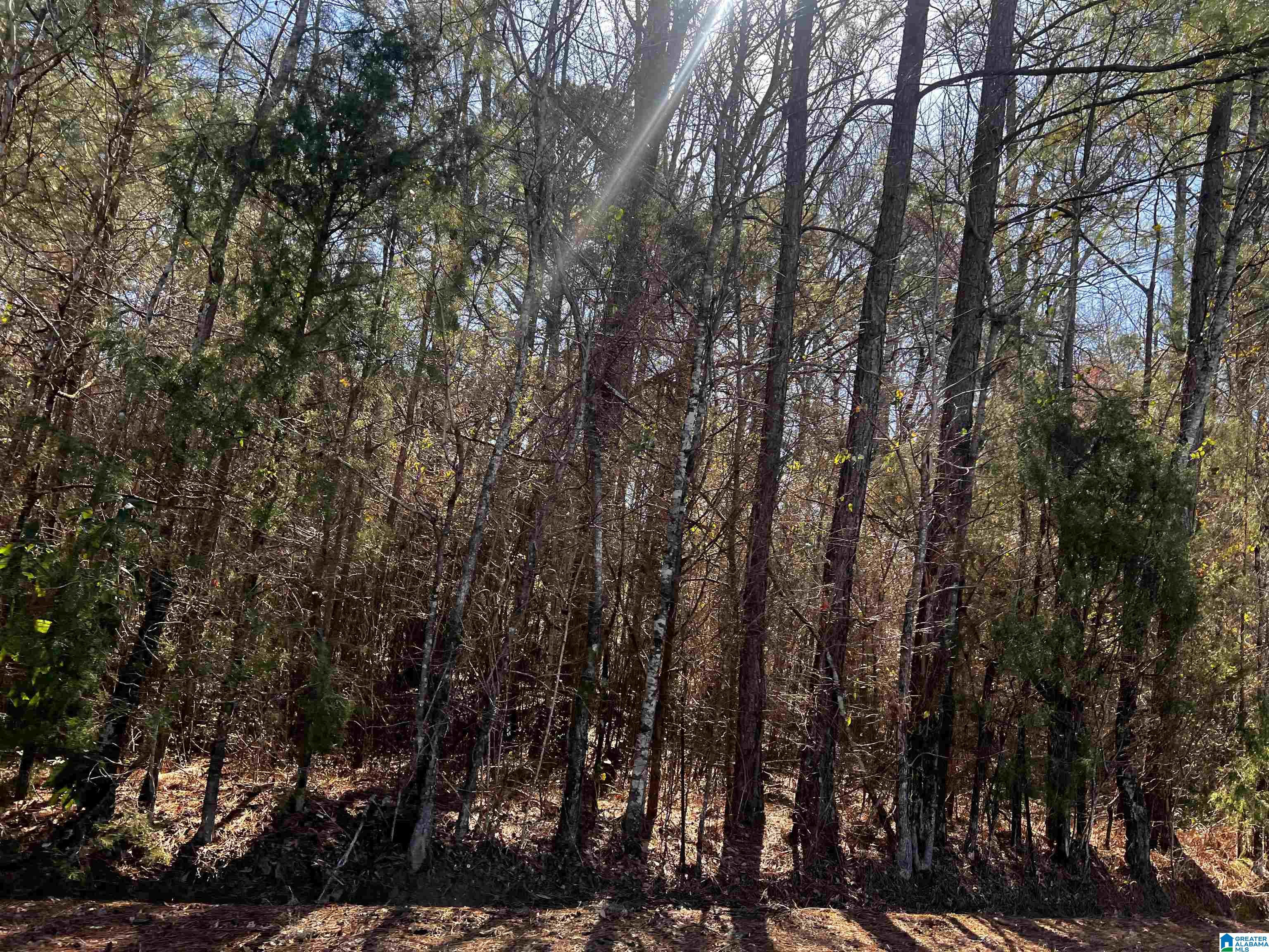 0 Wolf Creek Road North, Unit 10 ACRES Pell City, AL 35125 - Photo 7 of 15