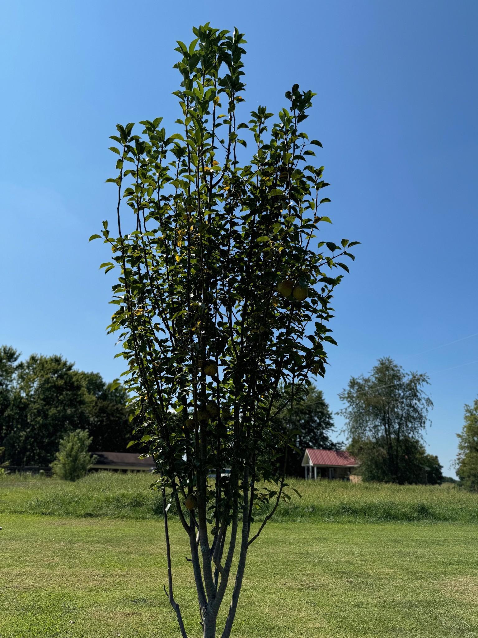 1792 Austin Road Lafayette, TN 37083 - Photo 33 of 34 a view of a garden with a tree