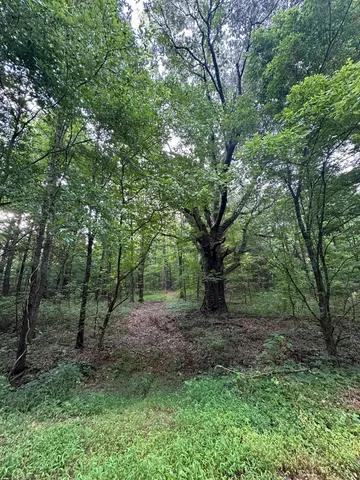 a big yard with lots of green space and deers
