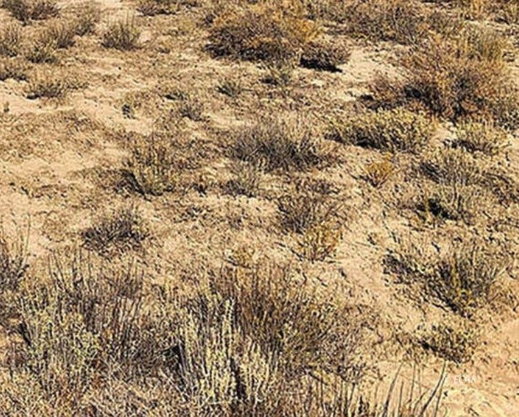 40 Acres T31n Crescent Valley, NV 89821 - Photo 5 of 9