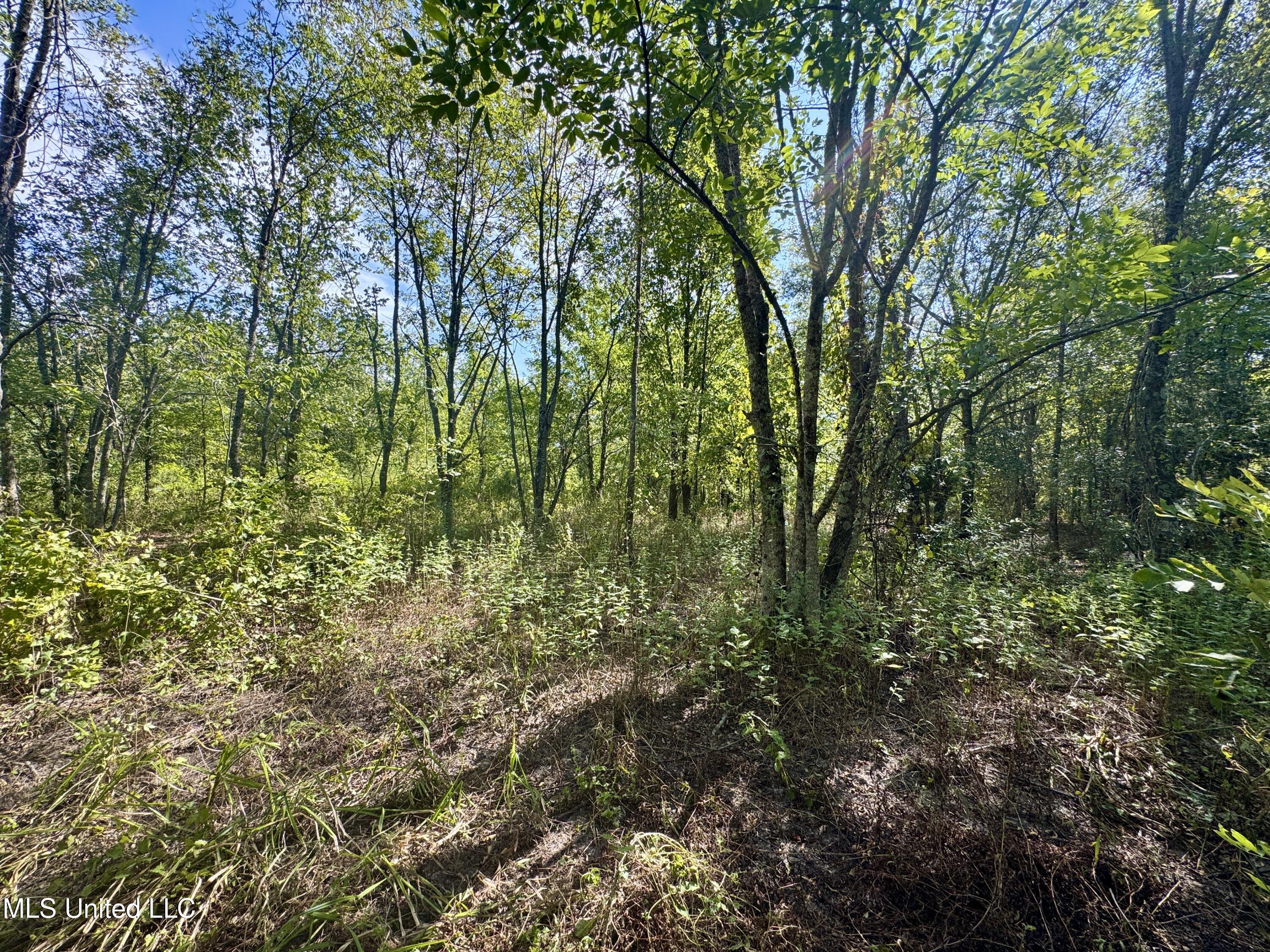 32 Highway 32 Charleston, MS 38921 - Photo 16 of 36 IMG_4289