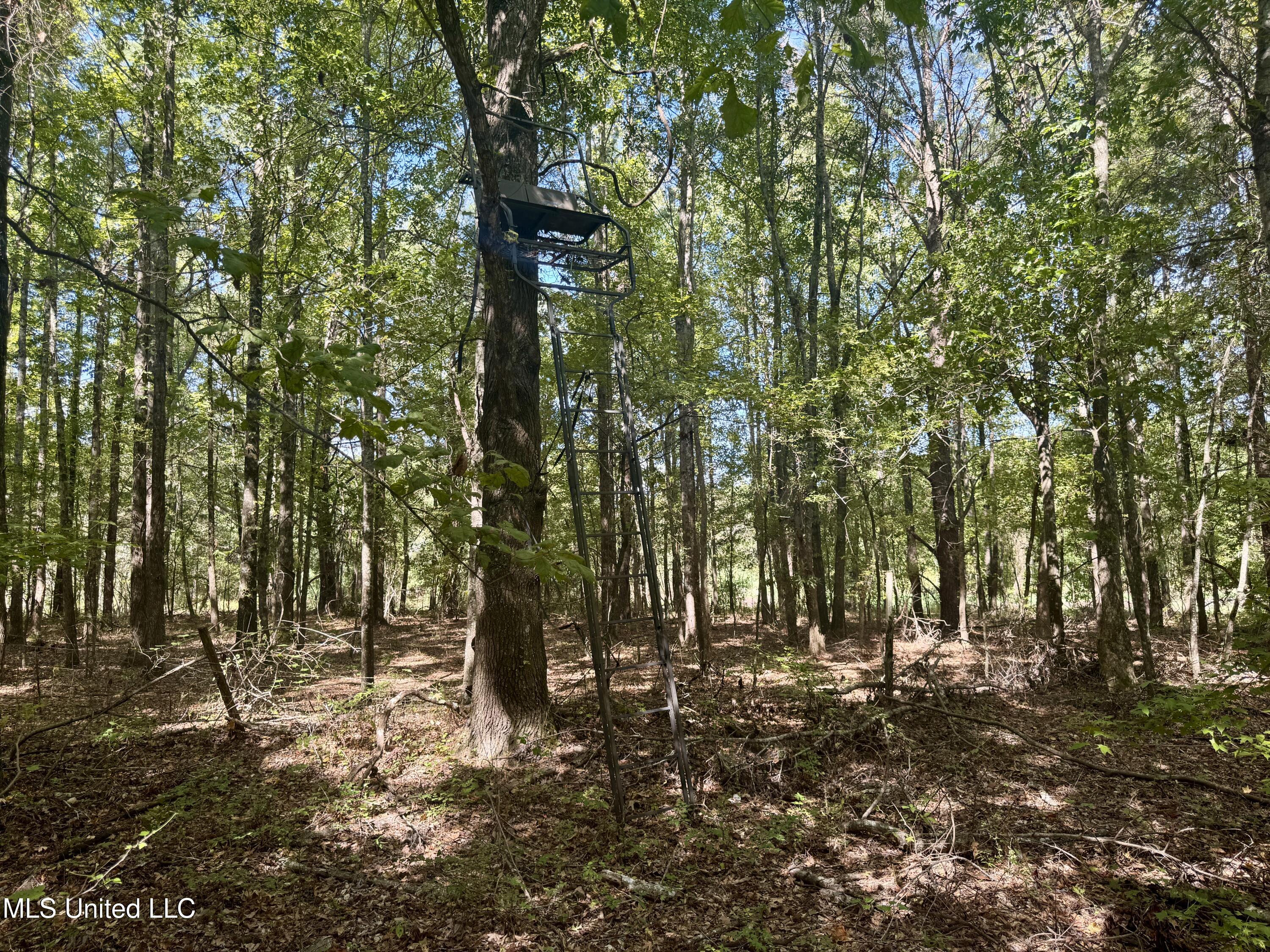 32 Highway 32 Charleston, MS 38921 - Photo 21 of 36 IMG_4294