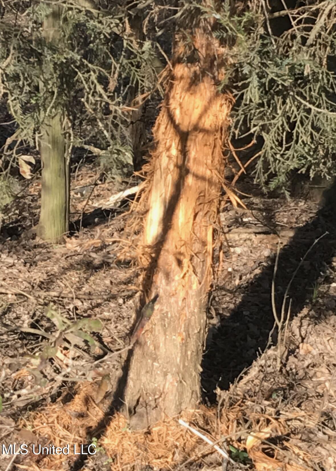 32 Highway 32 Charleston, MS 38921 - Photo 27 of 36 IMG_4265